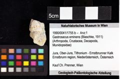 Foto (Objket + Etiketten) von Goniodromites bidentatus (Reuss, 1858) 